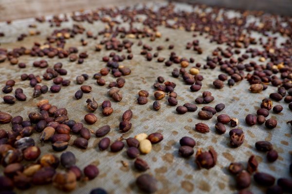 Montes de Oro Organic Coffee Tour | 1 person - Image 6