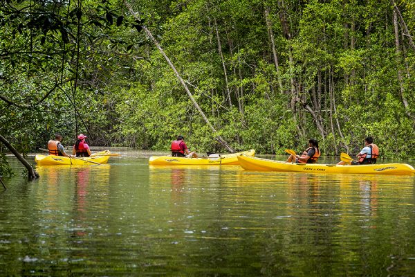 Mangrove Tour | 2 people - Image 4