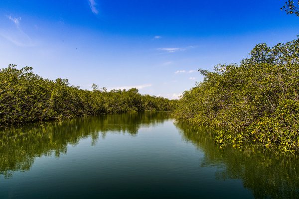 Mangrove Tour | 2 people - Image 2